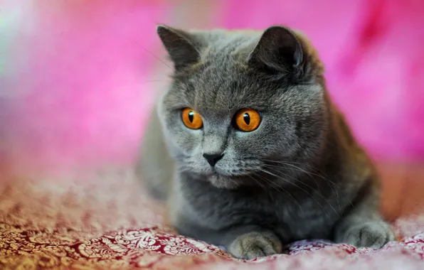 Cat, cat, look, grey, portrait, blanket, lies, face