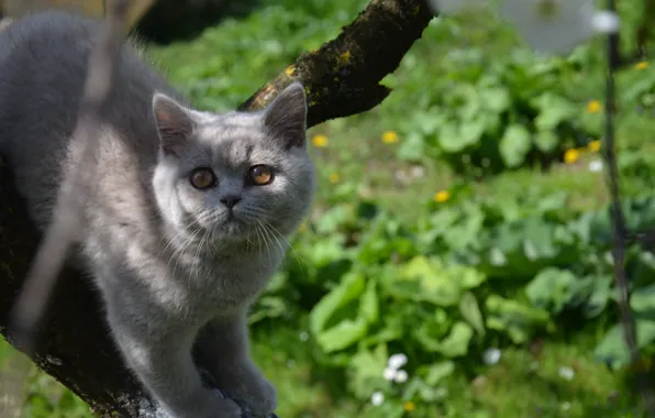 Tree, Cat, curiosity, cat on a tree, Scottish stride