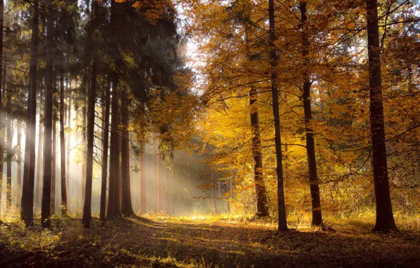 Autumn, forest, light, nature, morning