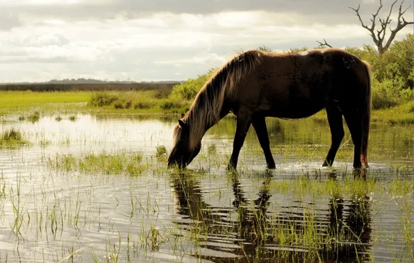 Picture grass, water, horse