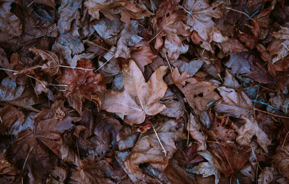 Autumn, leaves, fallen