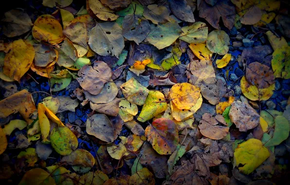 Picture autumn, water, yellow, green, stones, photo, grey, mood