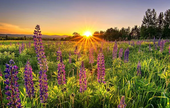 Greens, field, summer, the sky, leaves, the sun, rays, light