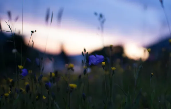 Macro, sunset, flowers, nature, glare, Field, the evening, yellow