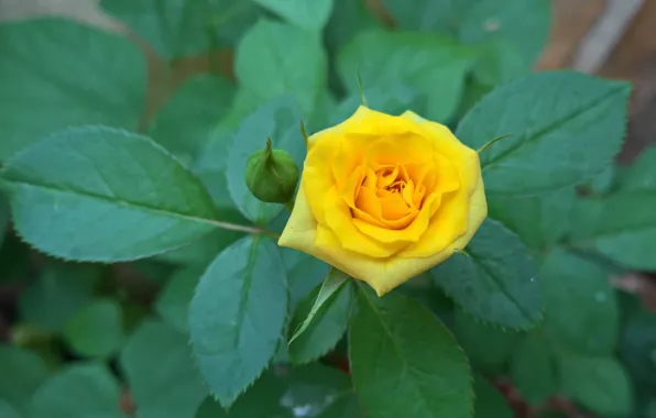 Picture leaves, rose, Bush, petals, Bud