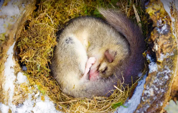 Picture nature, rodent, Loir