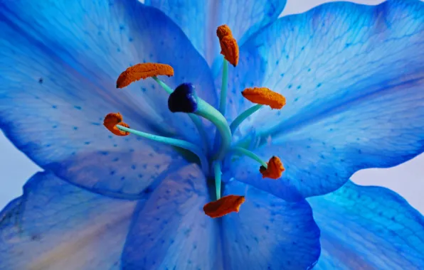 Picture flowers, Lily, petals, stamens
