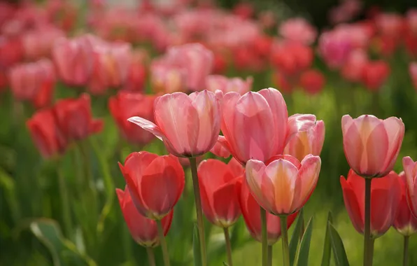 Flowers, spring, tulips, gentle, pink, flowerbed