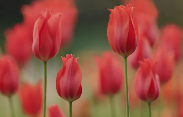 Spring, petals, garden, meadow, tulips