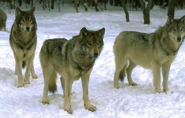 Animals, nature, snow, grey wolf, Wolf Pack Waiting On The Hunt