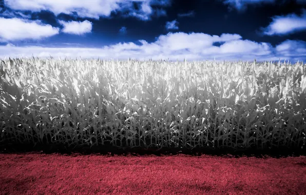 Field, the sky, landscape, color, corn