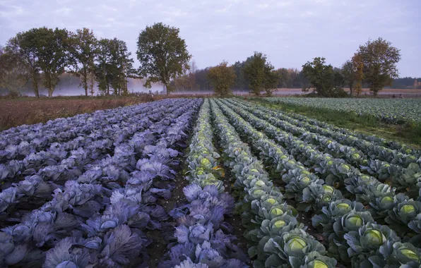 Picture field, morning, cabbage