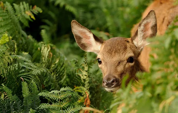 Greens, deer, fawn, fern