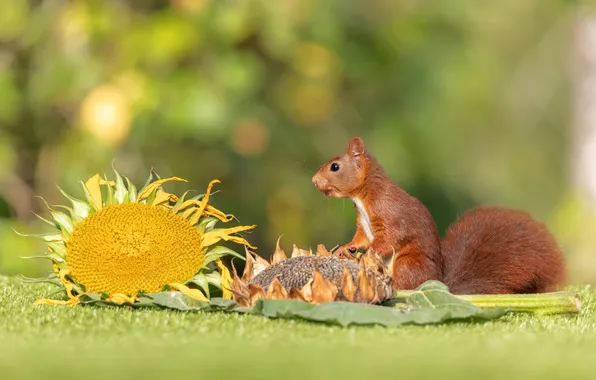Look, sunflowers, flowers, nature, pose, glade, protein, red
