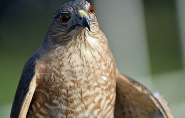 Bird, hawk, by Nushaa