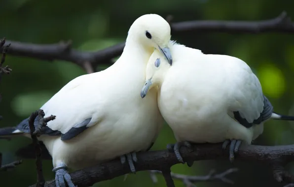 Love, birds, branch, pigeons, a couple