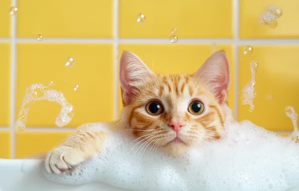 Cat, cat, look, foam, pose, tile, bathing, red