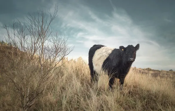Field, the sky, grass, clouds, Bush, cow, slope