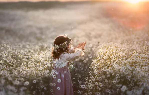 Picture field, summer, sunset, flowers, nature, chamomile, girl, wreath