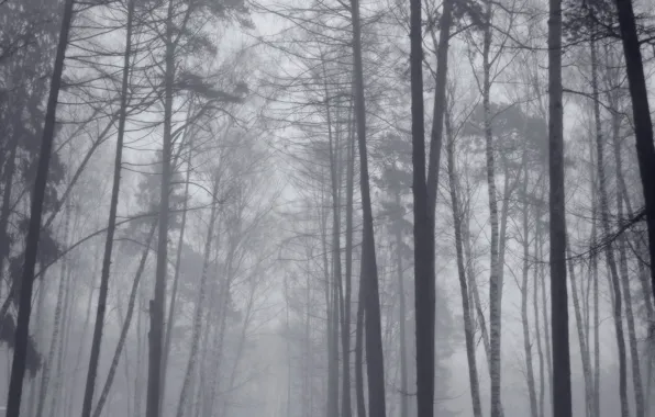 Picture forest, trees, fog