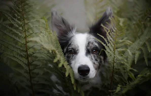 Summer, look, face, leaves, nature, background, portrait, dog