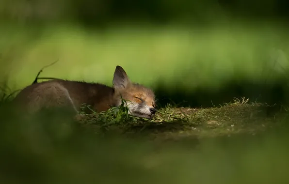 Nature, background, Fox