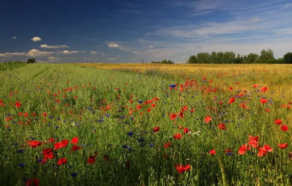 Field, summer, the sky, clouds, flowers, blue, Maki, dal