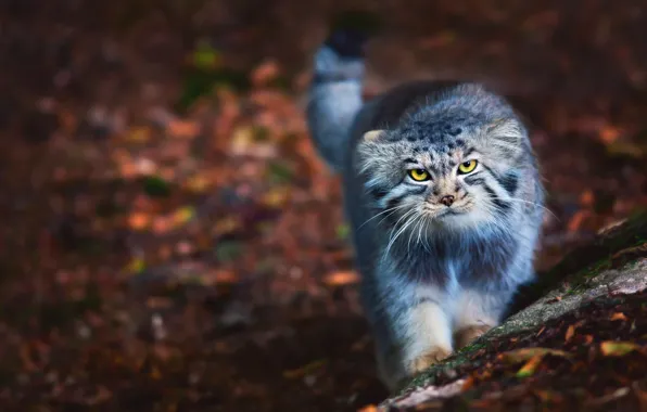 Picture cat, fluffy, walk, Manul, Kote, Pallas Cat, Barsik, Otocolobus manul