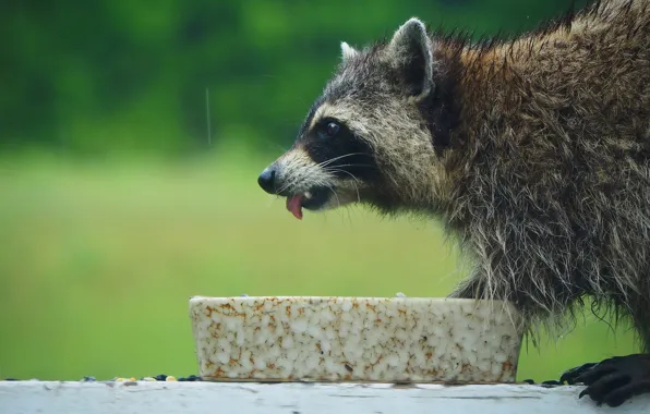 Language, look, nature, rain, portrait, raccoon, profile, bowl