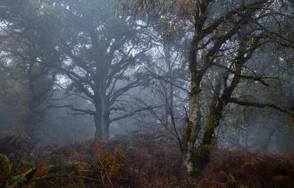 Forest, trees, nature, fog, ferns, UK, Great Britain, Savernake Forest