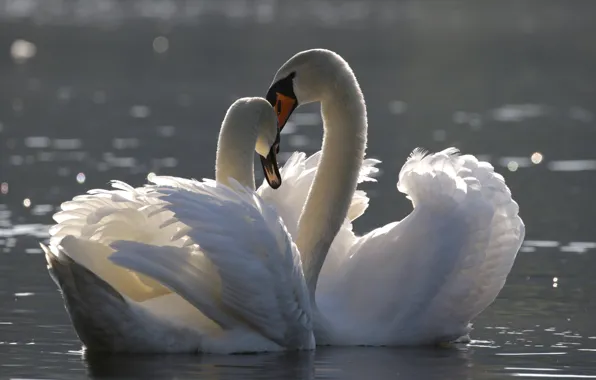 Picture nature, swans, pair, birds, water