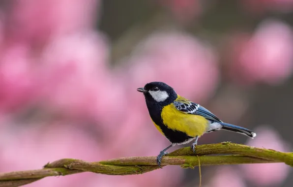 Branches, bird, pink background, bokeh, tit