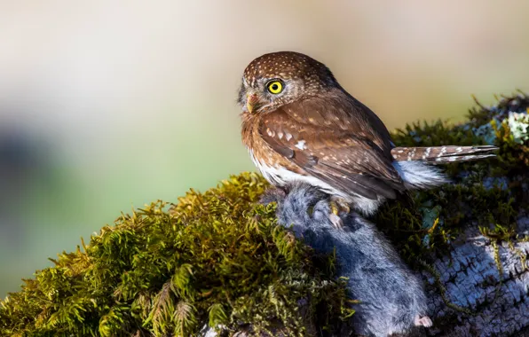 Look, nature, owl, bird, moss, log, mining, rodent