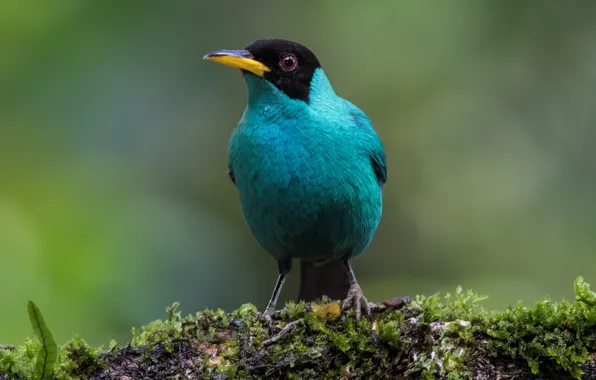 Picture birds, male, mangrovye, green SAI