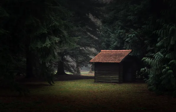 Forest, the barn, tile
