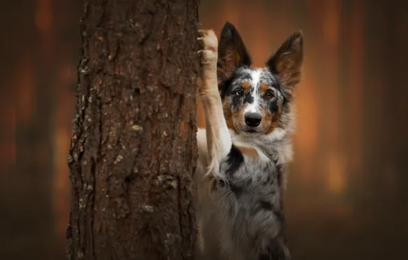 Forest, look, nature, Park, tree, paw, dog, puppy