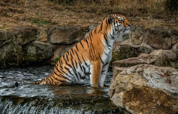 Picture look, nature, tiger, stones, waterfall, sitting, wild cat, zoo