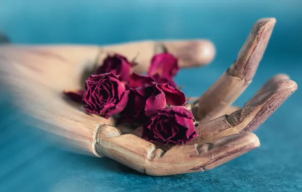 Flowers, hand, roses, dummy, fingers, dried, faded