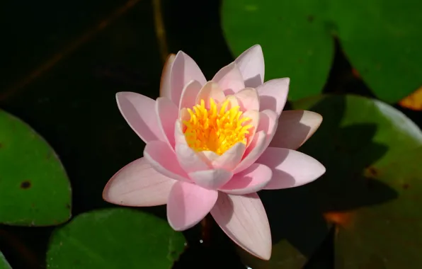 Picture Bokeh, Bokeh, Water lily, Water Lily, Pink flower