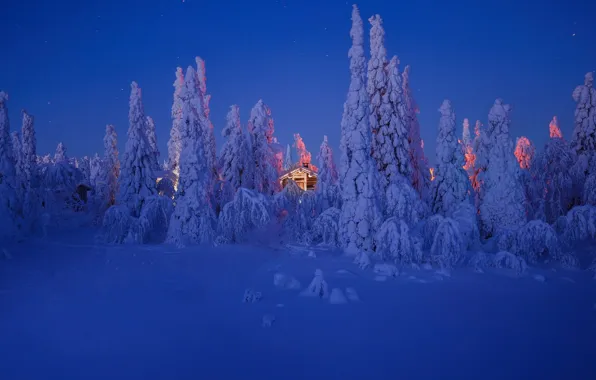 Winter, snow, trees, Lapland