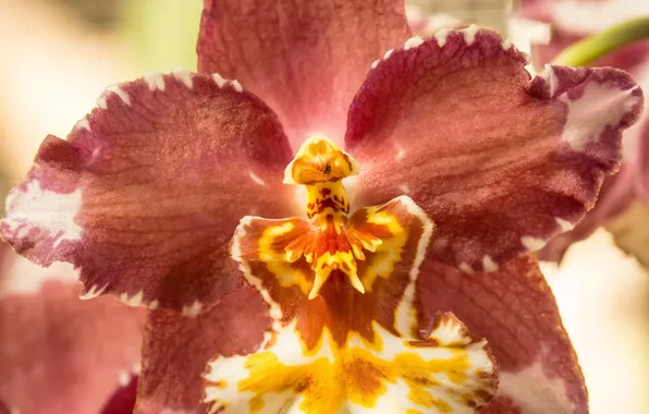 Flower, macro, red, yellow, petals, Orchid
