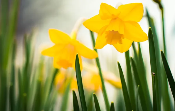 Picture flowers, spring, yellow, the Narciso