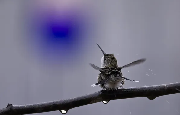 Picture drops, bird, branch, Hummingbird, back, shaken