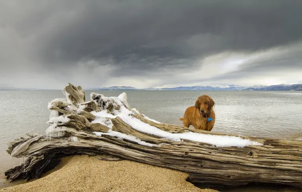 Picture sea, look, each, dog, log