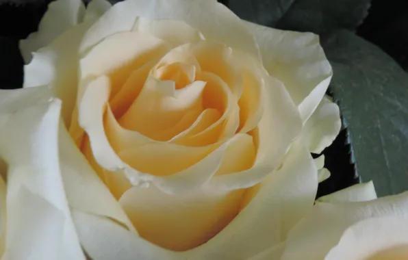 Picture white, green, roses, cream, buds
