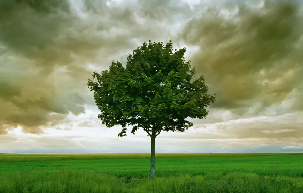 Picture field, clouds, tree, storm, horizon