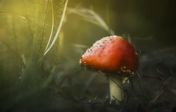 Picture macro, nature, mushroom