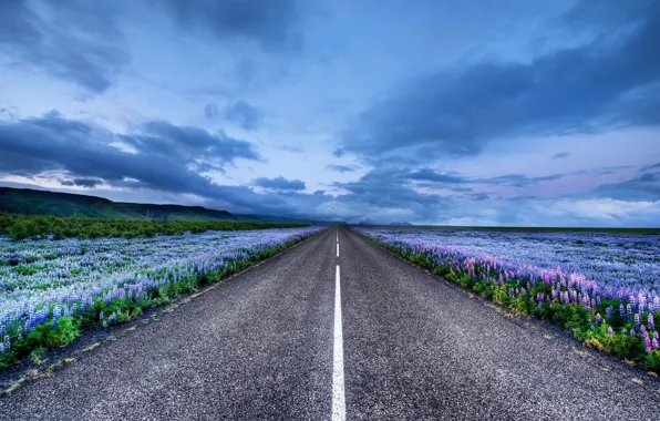 Road, flowers, horizon, Iceland, meadows, Iceland, Lupin
