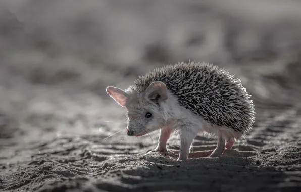 Nature, background, hedgehog