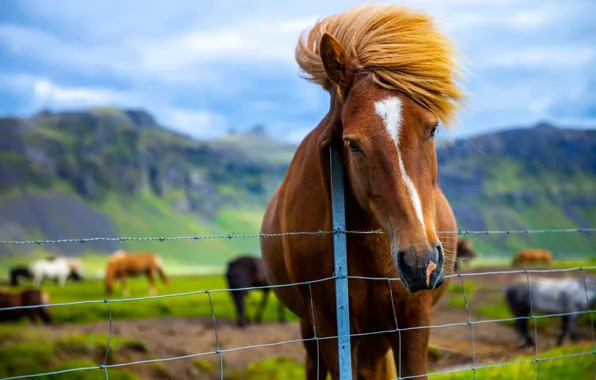 Look, face, mountains, nature, horse, horse, pasture, the fence